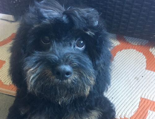 The benefits of having a pet at work